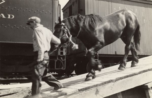 Original caption reads: "Matanuska. A pretty good horse takes its first steps into the life as a pioneer. It's colonist Henry Rossiter leading one of stallions off loading platform at Palmer."
