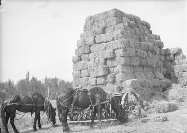 Original caption reads: "A team of colony horses, feeding at a grain drill against a giant pile of baled hay."
