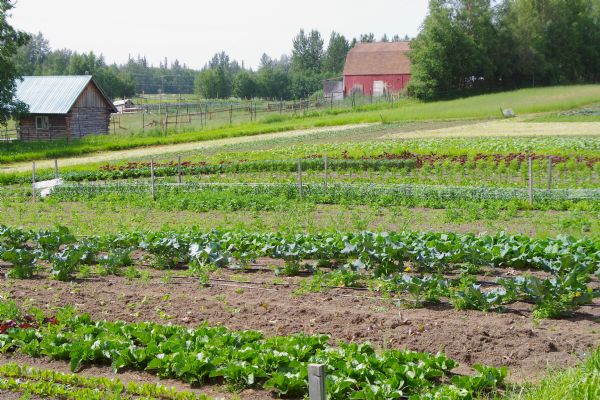 View of the vegetable garden at a vegetable farm outside of Palmer. There is a barn and a log structure in the background.