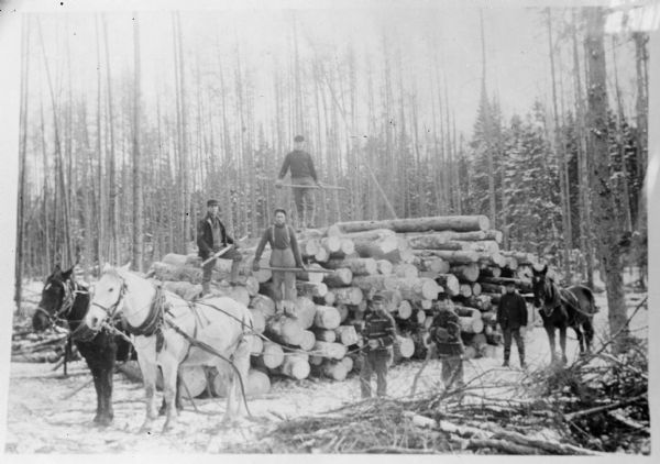 A copy of an older photograph of a logging scene. In the foreground a man is holding the reins of a pair of horses, another man is standing beside him; behind them is another man leading a single horse. Three men with pike poles are standing on a pile of logs. There is a pile of slash in the foreground, and snow is on the ground.