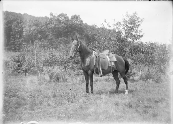 A portrait of a horse fitted with a tooled leather saddle. A wooded hillside is in the background.