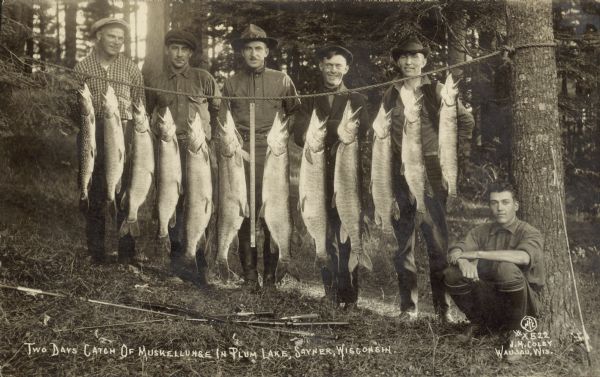 Caption reads: "Two Days Catch of Muskellunge in Plum Lake, Sayner, Wisconsin." Group portrait of five men standing, and one man crouched near a tree behind a stringer of fish. A ruler is hanging from the stringer in the center. Fishing rods are lying on the ground underneath the fish.
