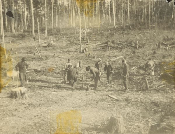 Men are working in a clearing, among many trees that have been cut.