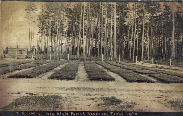 View of the nursery. There is a fence along the side of the field in the background, and trees beyond. Caption reads: "Nursery; Wis. State Forest Reserve, Trout Lake."