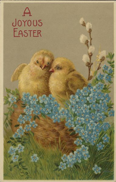 Easter postcard with two yellow chicks in a nest surrounded by Forget Me Nots. The nest is on the grass and a sprig of Pussy Willows is behind them. Text on front: "A Joyous Easter." Chromolithograph and embossed.