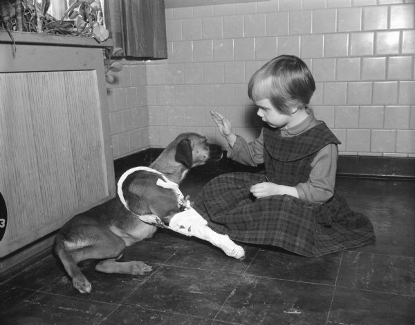 Caption reads: "Madison, Wis. 1955(?). Dog injured in traffic and care by Dane County Humane Shelter. Child playing with bandaged dog."