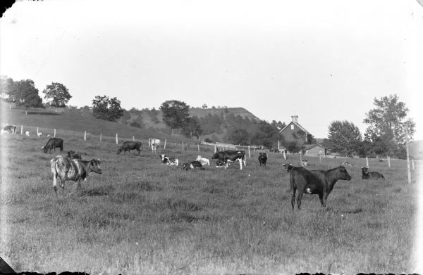 View of a field on a hillside with cattle and sheep grazing. In the background is a fence and beyond is a barn and other farm buildings. In the distance is a steep hill on the left.