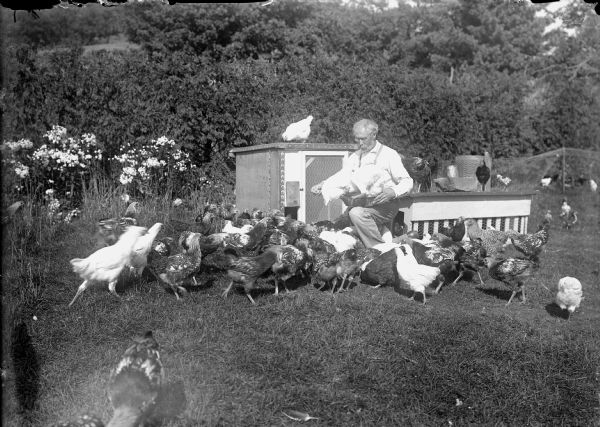 View of a man kneeling next to a small chicken coop. He is holding a container of food, and two chickens are standing in it. The rest of the flock of chickens surrounds him.