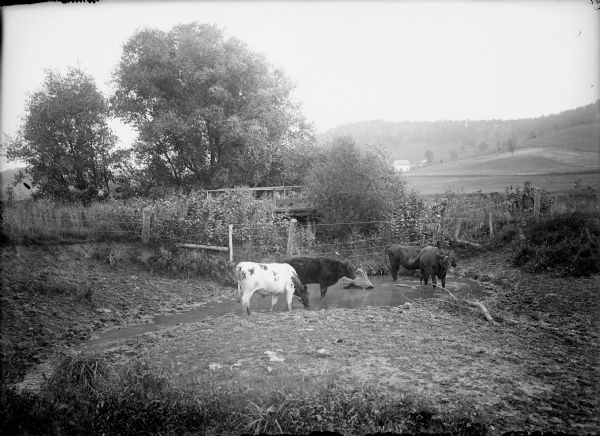 View of four cows drinking from a stream. A wire fence is behind them, and a bridge is just behind the fence behind plants. In the distance are farm buildings on the slope of a tree-covered hill.