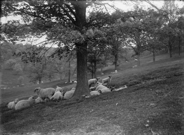 View of a herd of sheep resting around a tree on a hillside. More sheep are in the background, further down the slope of the hill.