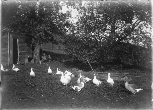 View of a flock of geese outside a building under trees. A hill is in the background.