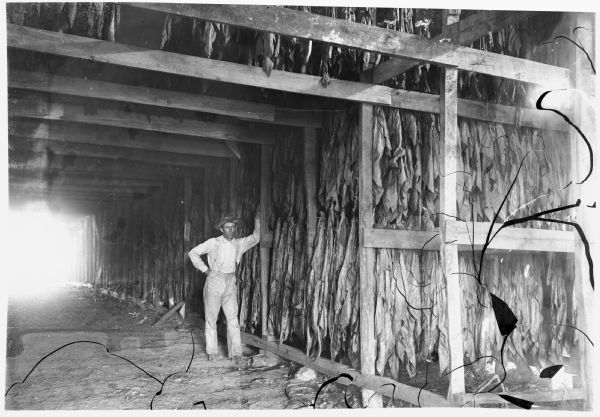 View of a man leaning on a support beam in a shed. Tobacco leaves are hanging in strips.