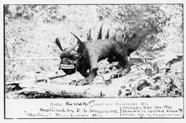 Newspaper photograph of a hodag statue in wooded area, with caption that reads: "Hodag The Old [He one?] found near Rhinelander, Wis. Captured by E.S. Shepard. 'The Pines' Rhinelander Wis. Weighs 265 lbs. The female is spotted black and white. The 19 puppies are same."
