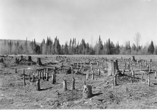 Field of tree stumps with row of trees in background.