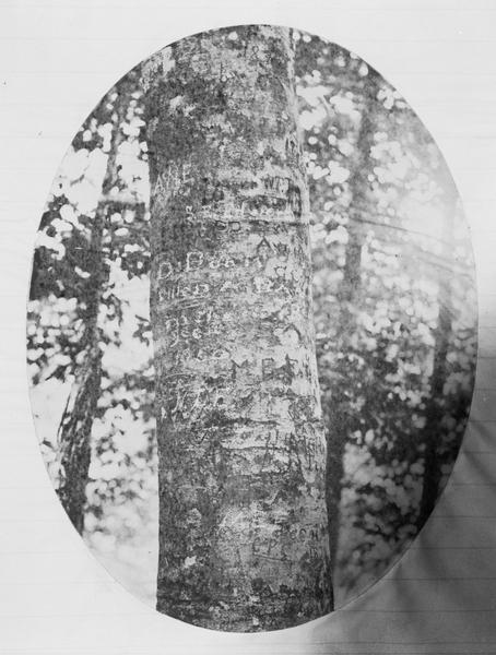 A beech tree with the inscription, "D. Boon cilled a bar. 1760" carved into it. The tree was located up to the 1880s near Boone's Creek, Tennessee.