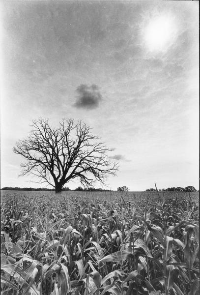 A lone tree standing in a rural Ottawa cornfield in western Waukesha county.