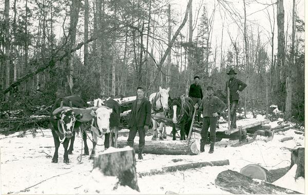Four men from a logging crew posing standing in the snow with teams of horses and oxen.
