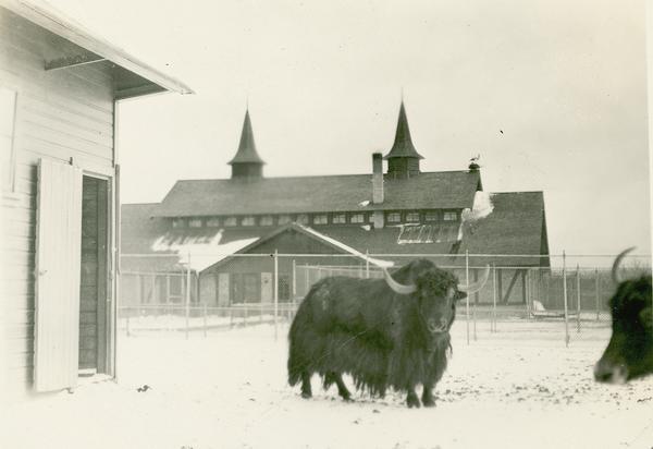 Washington Park Zoo yak exhibit. The park was later replaced by the Milwaukee County Zoo.
