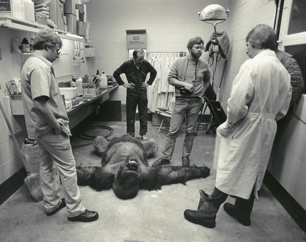 Veterinarians examining Samson, the Milwaukee Zoo's star 32-year-old gorilla, after attempting to revive him after he had collapsed while feeding in the zoo's exhibit. An autopsy later showed that he had suffered a heart attack. The autopsy also revealed scar tissue indicating several previous attacks.