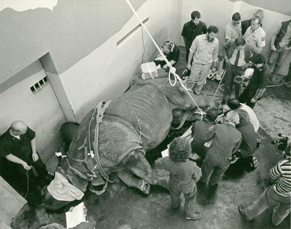 Overhead view of Rhudra, an Indian rhinoceros, receiving surgery for a non-healing wound on the sole of his right, rear foot at the Milwaukee County Zoo. The surgery also provided the opportunity for a dental and a complete physical to be completed.