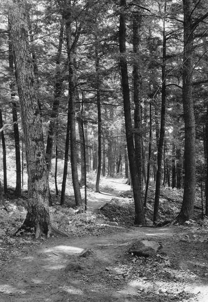 Trail through Copper Falls State Park along the west bluff, through virgin hemlock timber.