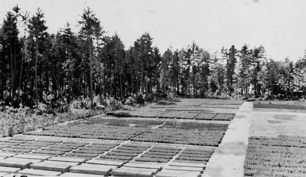 Elevated view of a variety of evergreen trees in a nursery, including White, Norway, Scotch and Jack pines, and White and Norway spruce near Trout Lake.