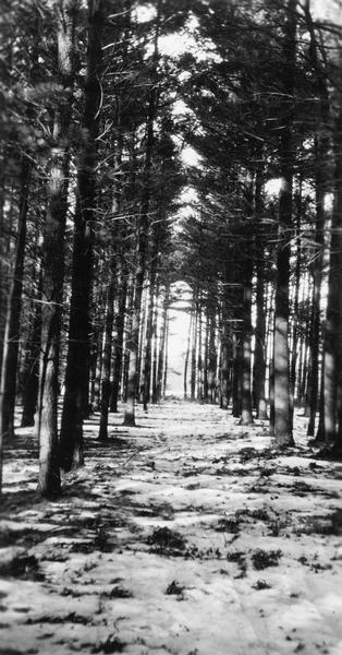 A 53-year-old stand of White Pine trees.