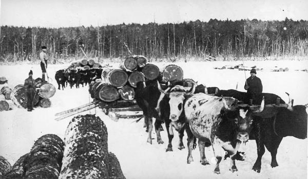 Lumberjacks hauling logs with several teams of oxen.