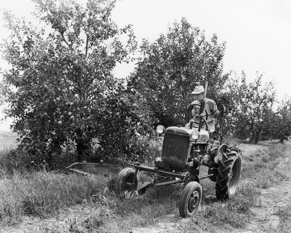 Man riding on IHC Farmall Cub with mower in Joe Spence's apple orchard.
