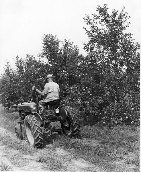 Three-quarter rear view from left of a man driving an IHC Farmall Cub with mower in Joe Spence's apple orchard.
