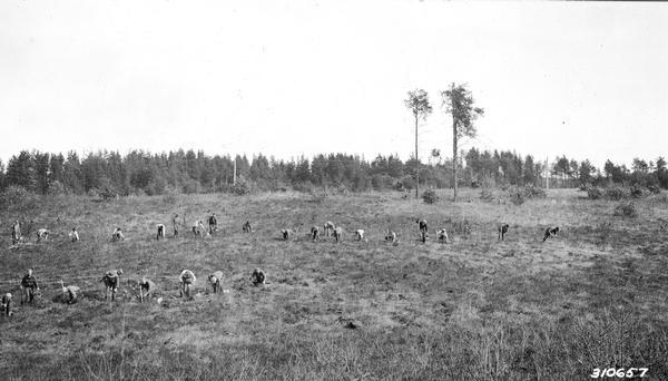 Tree planting crew working in Chequamegon National Forest in northern Wisconsin.