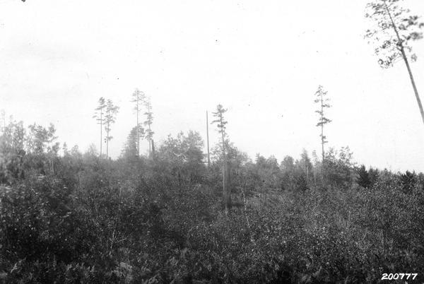 Cutover Norway Pine lands showing character of restocking and scattered trees.