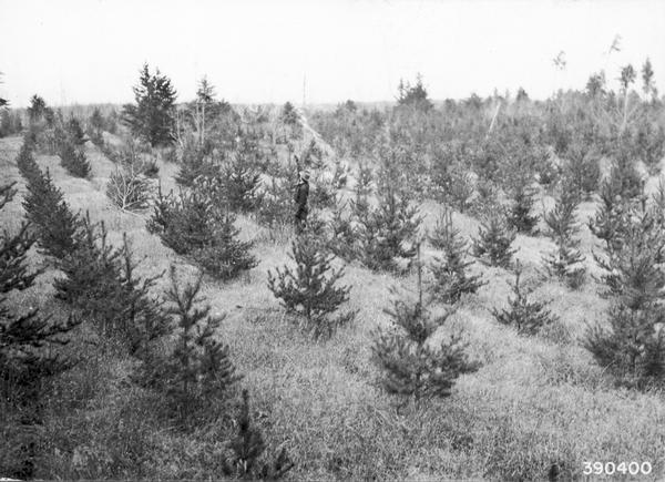 Man in the midst of young Jack Pines planted at Nicolet National Forest.