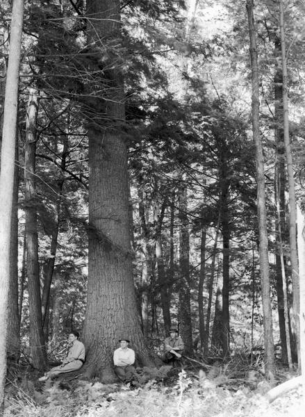 Three men are sitting at the base of a large tree at Flambeau State Forest.