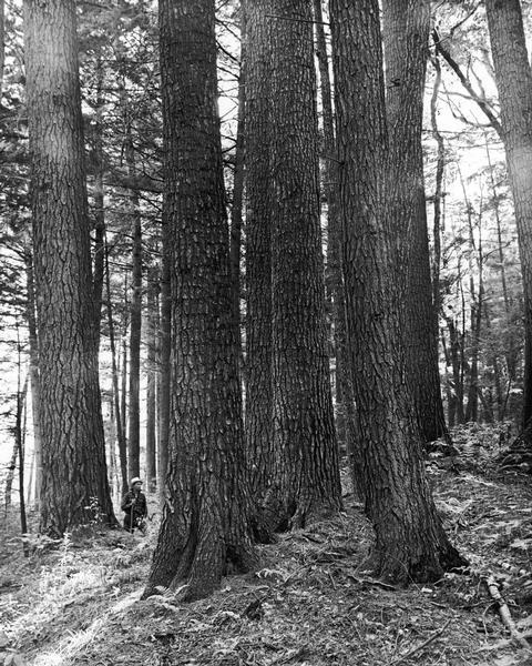 White pines on the Menominee Reservation. A man is standing next to the trees on the left-hand side of the image.