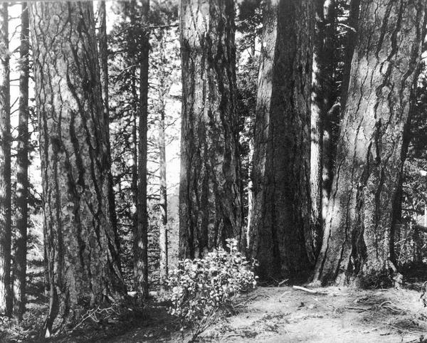 View of trunks of large, uncut trees.