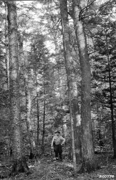 Man standing among the uncut hardwoods and hemlock at Nicolet National Forest.