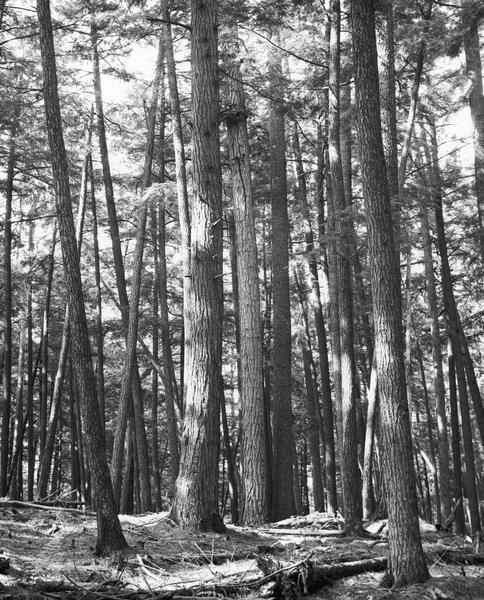 Tall trees in a forest.