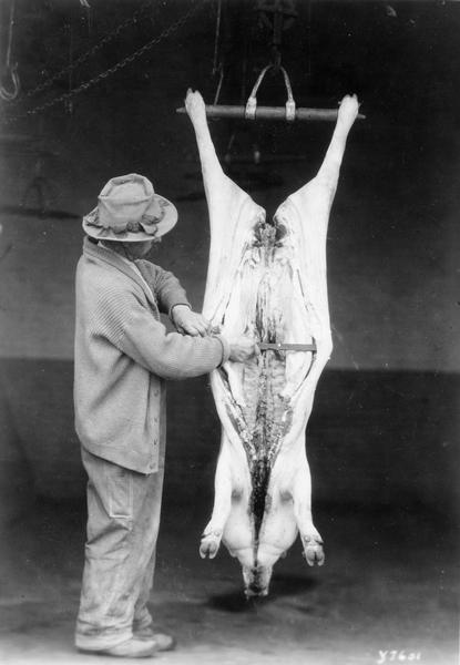 Man butchering a hog, which is hanging on a meat hook.