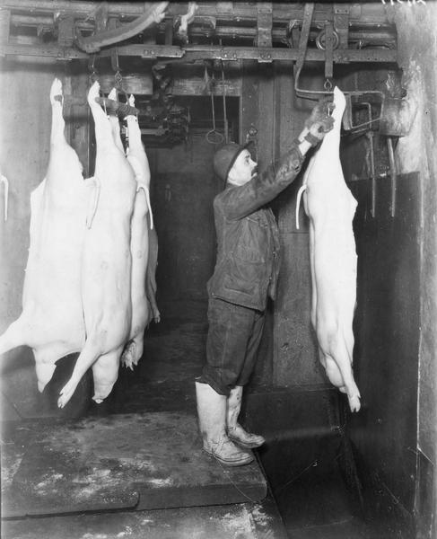 Man in boots and a hard hat dresses butchered pigs on meat hooks.