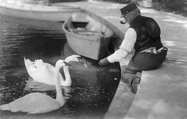 Man with a pipe in his mouth feeding swans at the edge of a pool.  A rowboat is in the background.