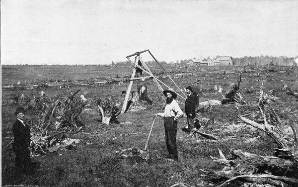 Clearing stumps with a stump machine on the farm of Christopher Paustenbach, three miles east of Medford, Taylor County.