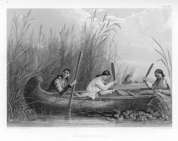 Three women in a canoe harvest wild rice.