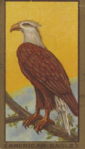 The American or Bald Eagle (Haliaeetus leucocephalus) is the national symbol of the United States.  It is the only eagle unique to North America, and is listed as a threatened species.