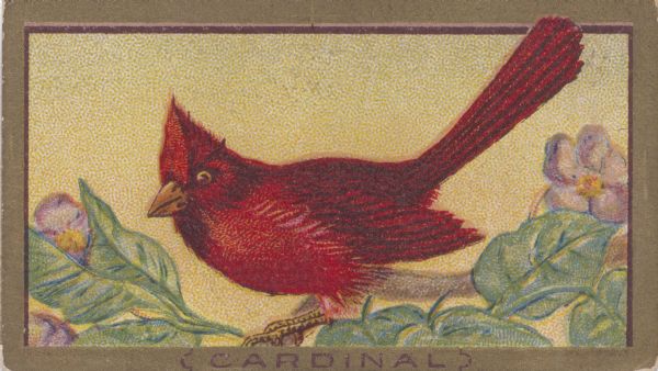 The cardinal, or redbird is a finch found throughout the Americas.  Its defining features include bright red plumage, a musical song, and a pointed crest on top of its head.