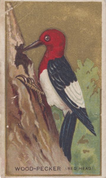 The woodpecker is a brightly colored bird of the family, Picidae.  It has a stiff tail and strong claws to aid in climbing, and a chisel-like beak for boring holes in wood to feed on insect larvae.