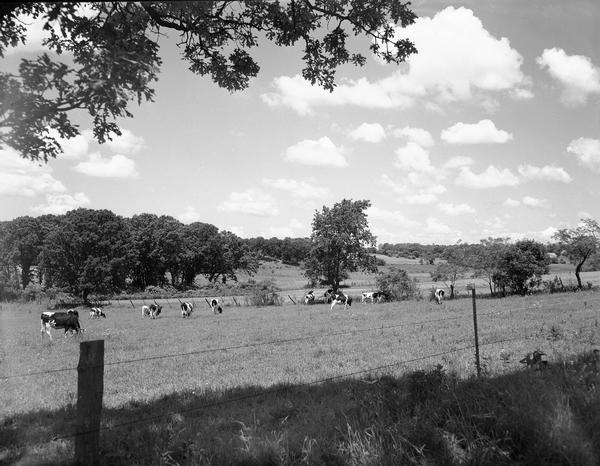 Cows grazing in a field along County Highway M, between Verona and Middleton.