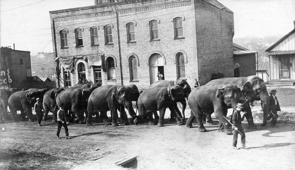 A team of elephants, paired and directed by circus personnel, proceed along an urban street.