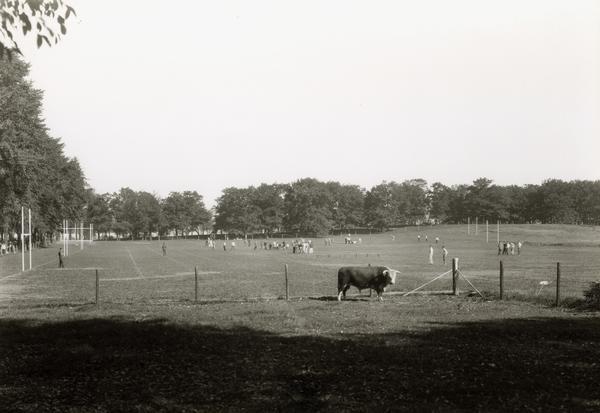 Originally titled 'My Pasture is Gone', the view of the University of Wisconsinn Athletic field with the bull by the fence in the center shows the former agricultural school's pasture.