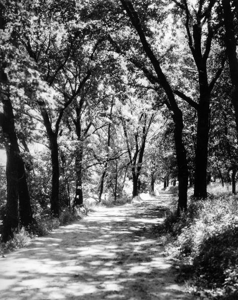 View of the Lakeshore Path in Bascom Woods by Lake Mendota, later dedicated the Howard M. Temin Lake Shore Path on the University of Wisconsin-Madison campus.